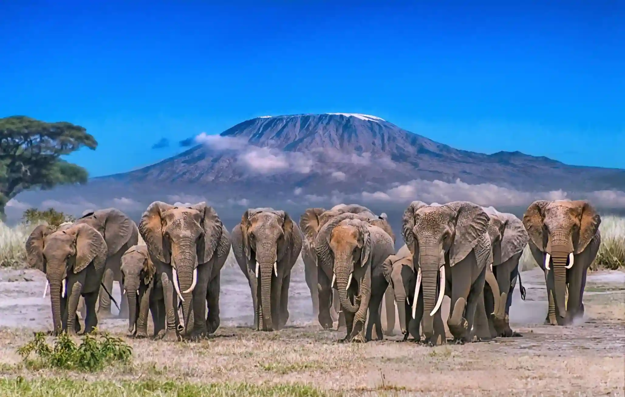 Elephants on a luxury safari in Amboseli Kenya