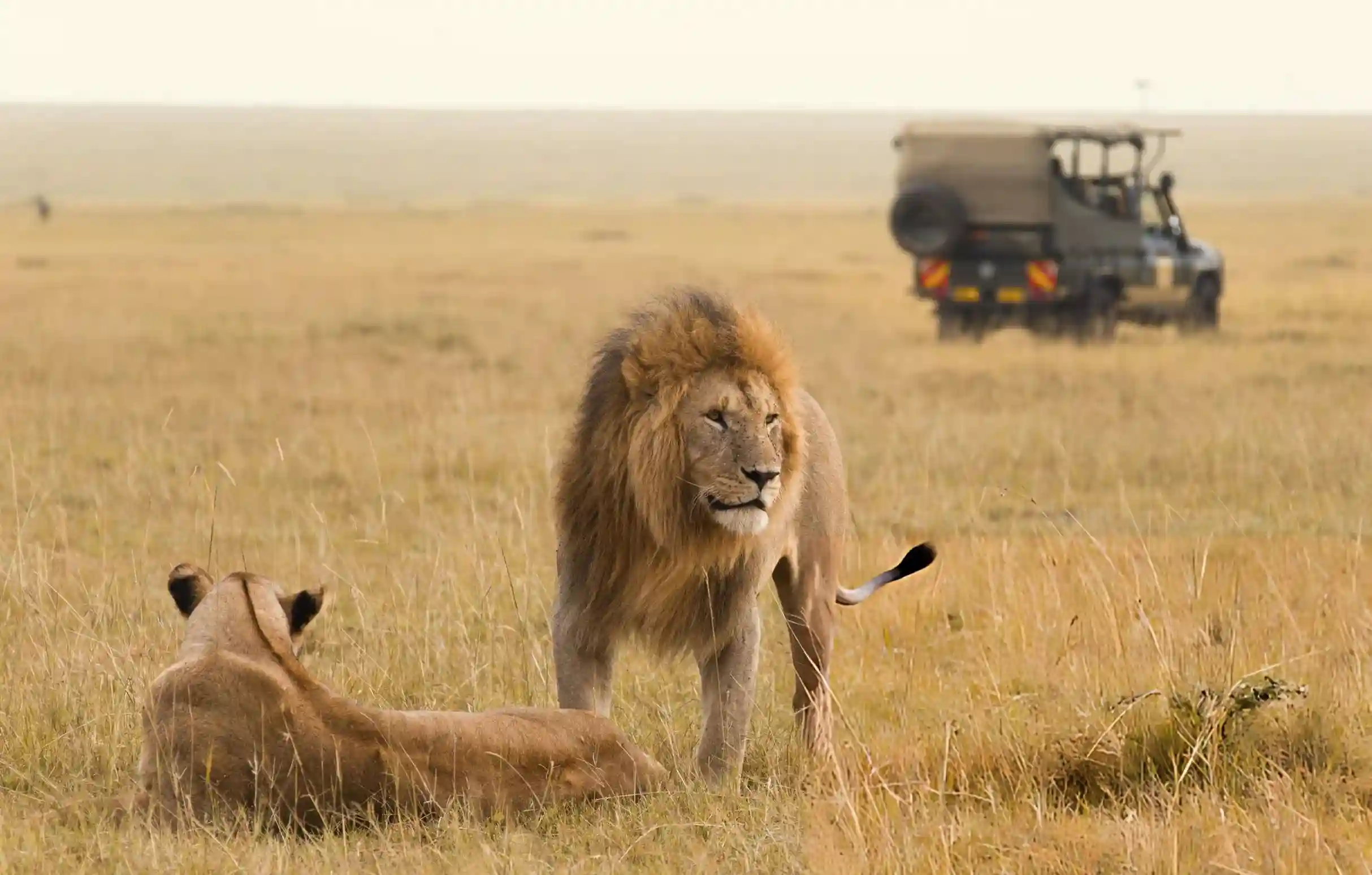 Luxury safari lions in Maasai Mara Kenya