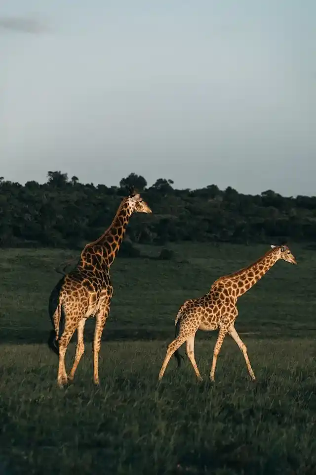 Giraffes on a private luxury safari in Kenya